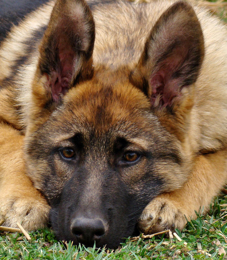 Alsatian Puppies Pictures