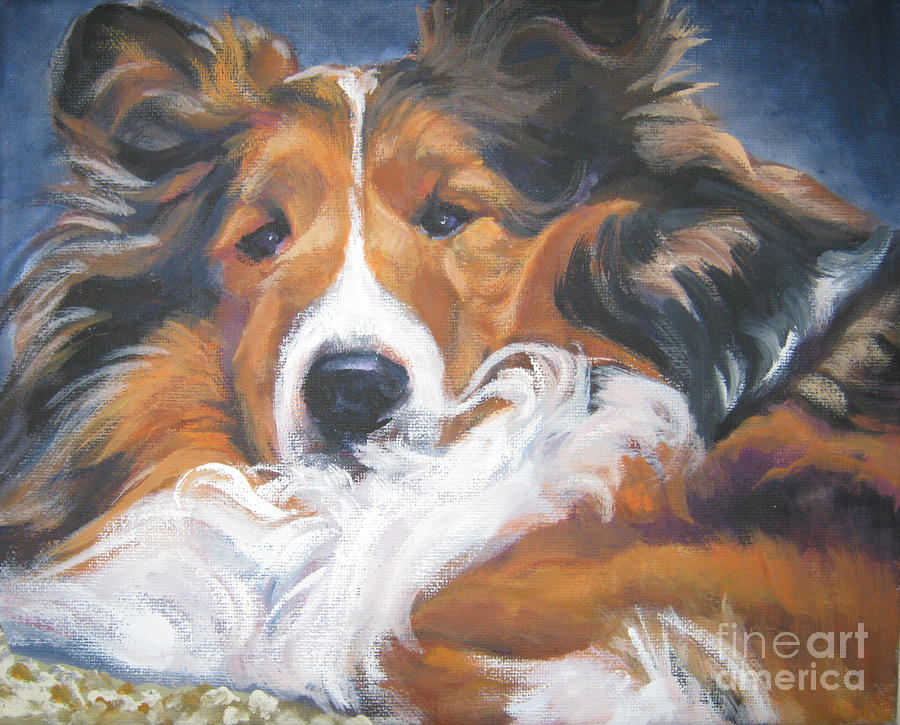 Shetland Sheepdog