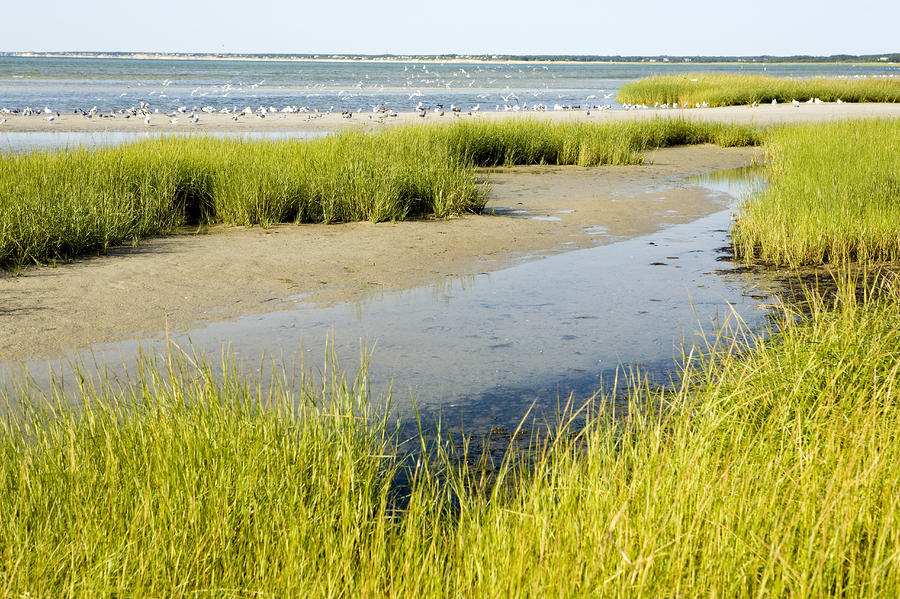 salt-marsh-habitat-with-flock-of-birds-photograph-by-tim-laman