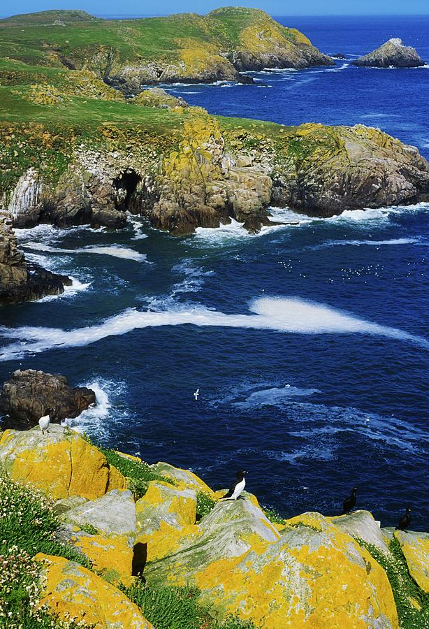 Saltee Islands Ireland