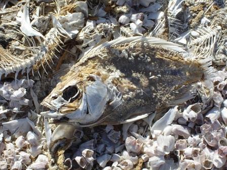 Salton Sea Life Photograph By Laura Coleman Lienhart Pixels