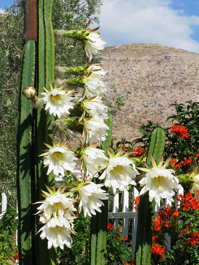 San Pedro Cactus Trip Video