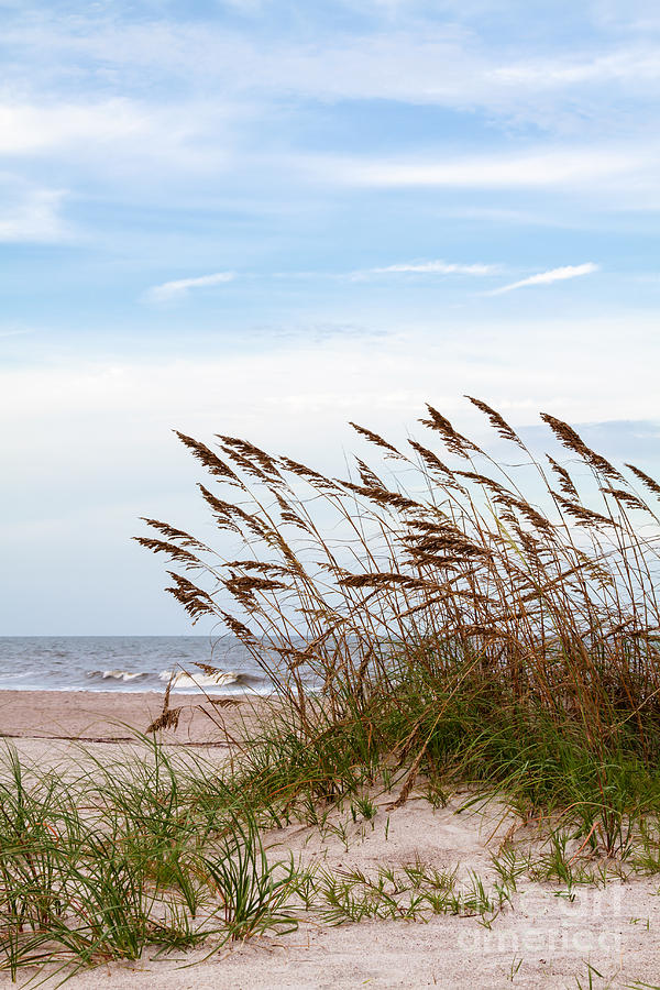 Sand Dunes And Sea Oats Photograph By Dawna Moore Photography