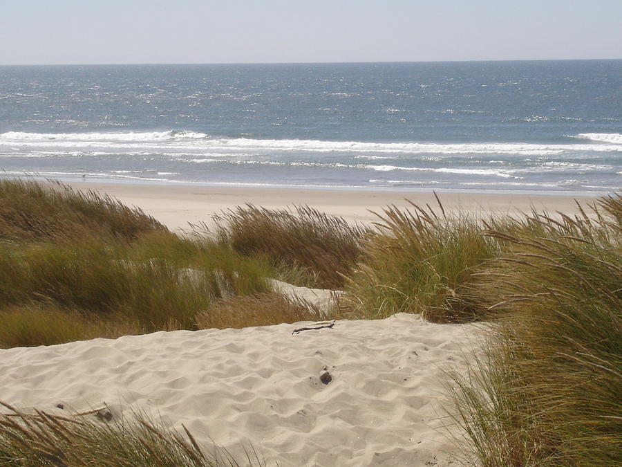 Sand Dunes At Oregon Coast Photograph by Diana Batista