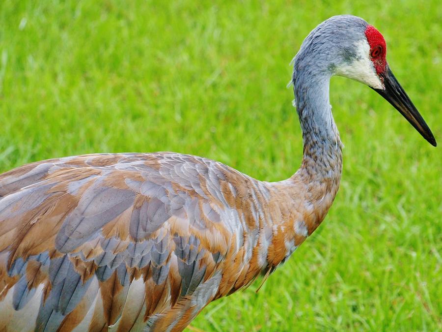 Sandhill Crane Male Photograph By E Luiza Picciano