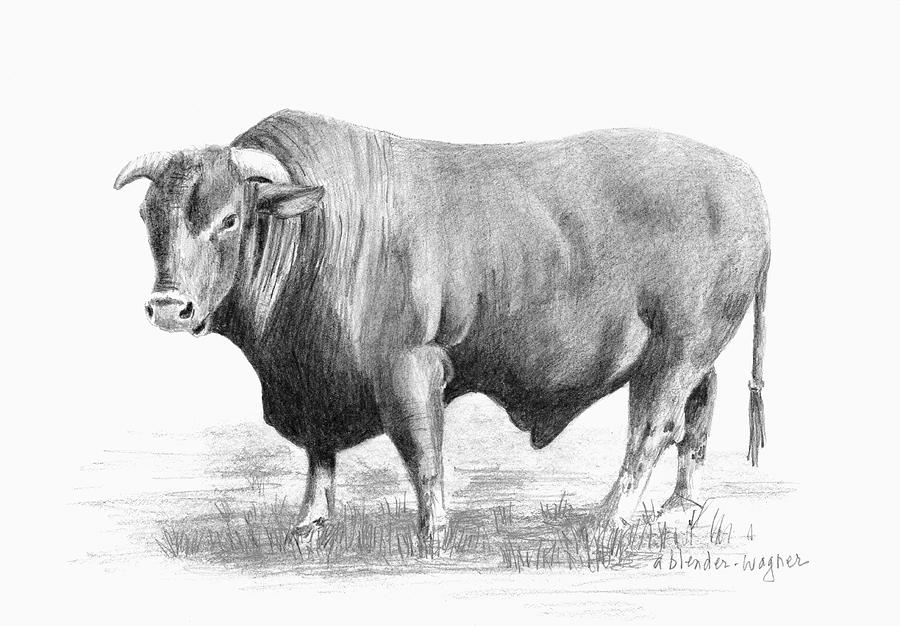 santa gertrudis bull by arline wagner santa gertrudis bull by arline wagner