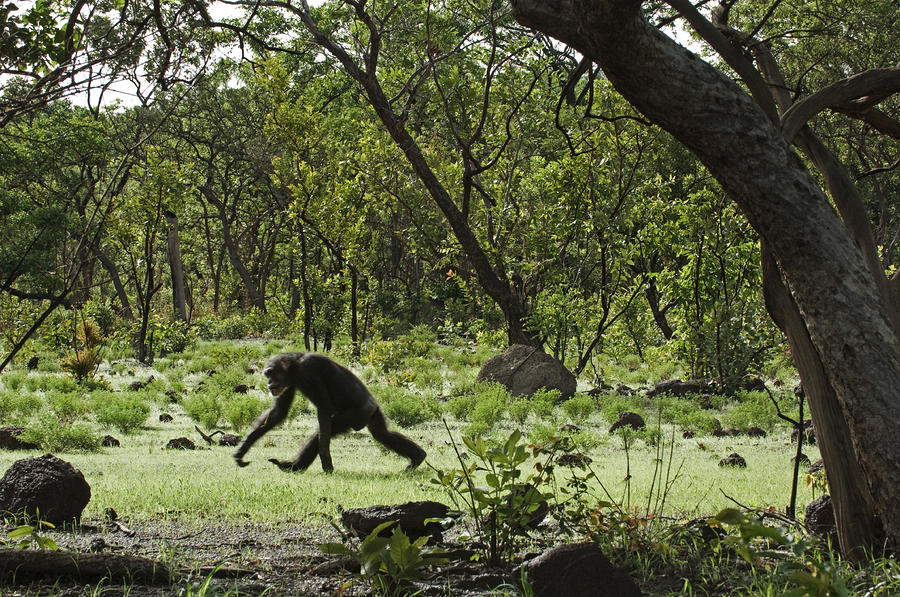 Savanna Woodland