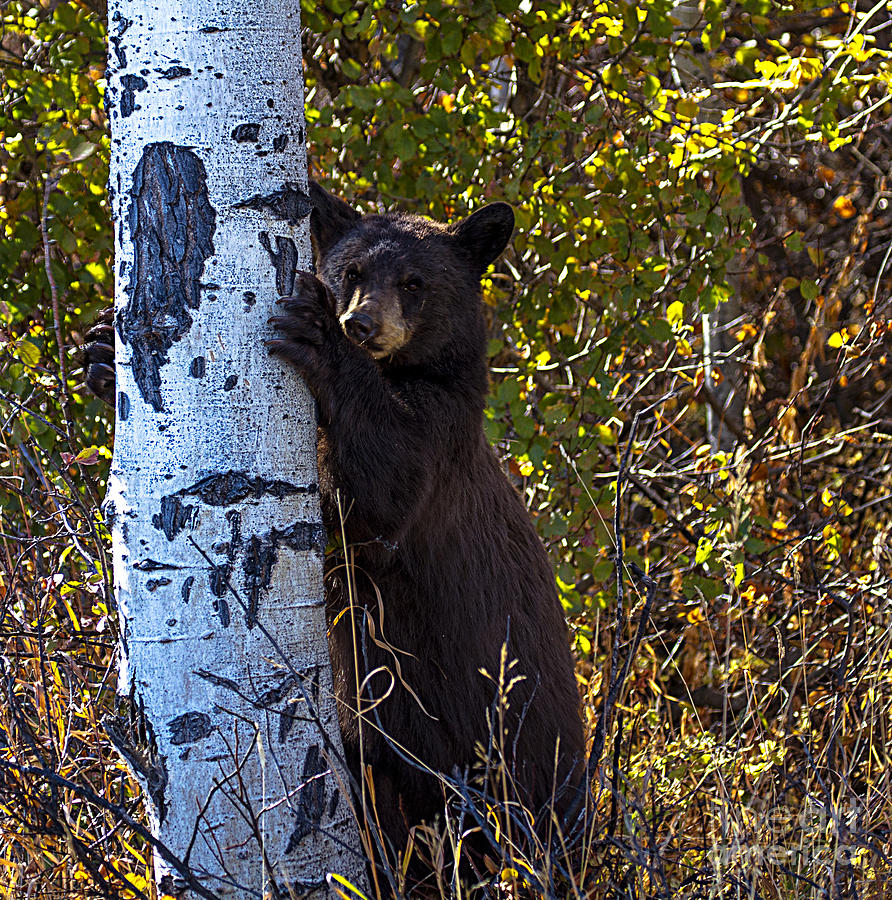 Scared Bear Photograph by Carolyn Fox
