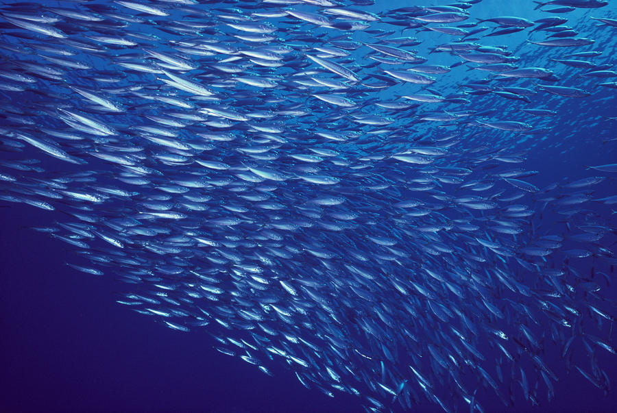 School Of Mackerel by Ed Robinson Printscapes