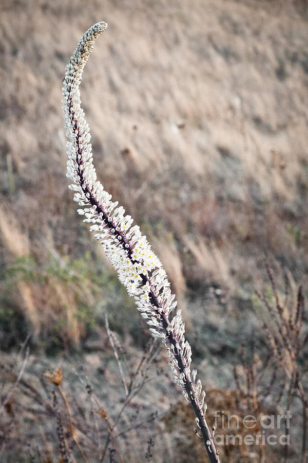  - scilla-maritima-luca-spanu