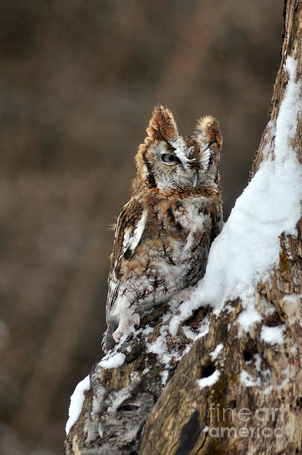  - screech-owl-2-ginger-harris