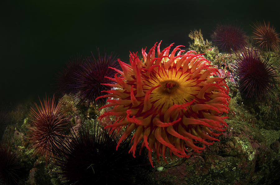 Sea Anemone Photograph By Greg Amptman Fine Art America