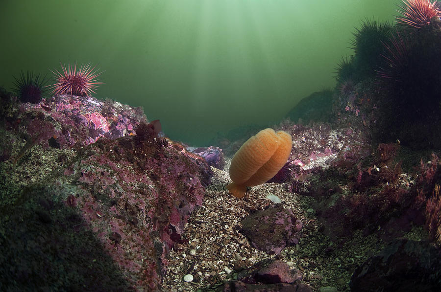 Sea Pen Photograph By Greg Amptman Fine Art America