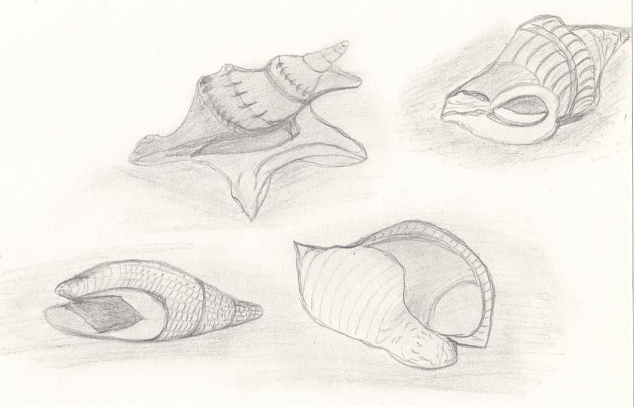 Beach Shell Pencil Drawing