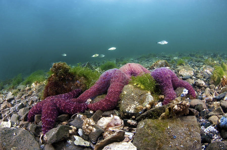 Sea Stars Photograph By Greg Amptman Fine Art America