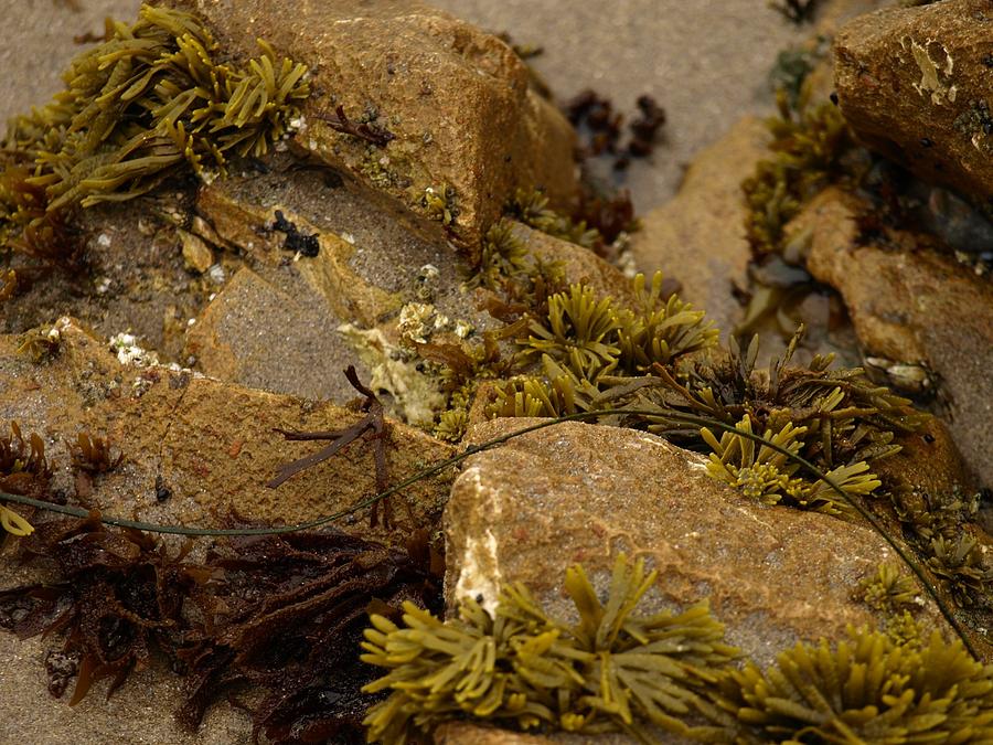  - sea-weeds-apon-the-rocks-kristina-scott