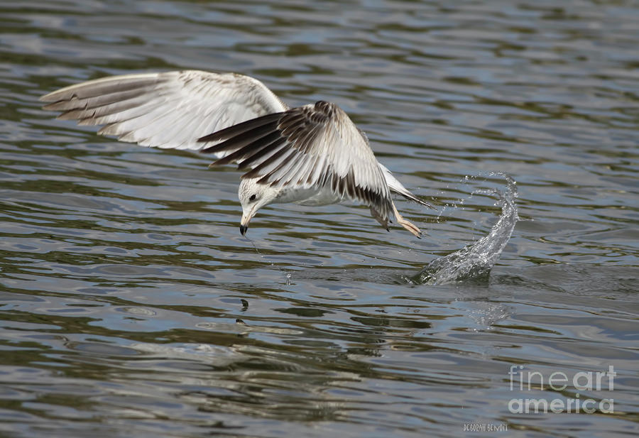 Diving Seagull