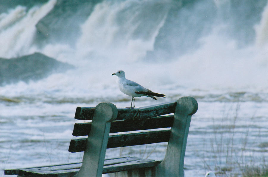  - seagull-falls-brian-beller