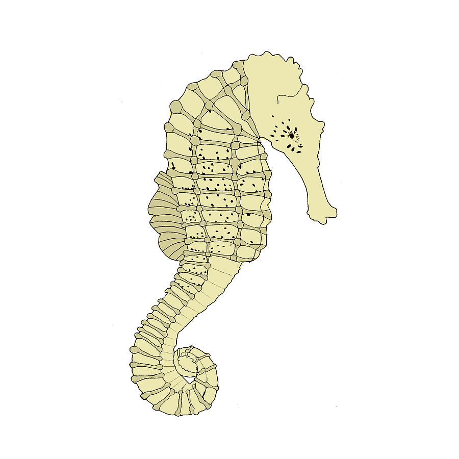 seahorses drawings