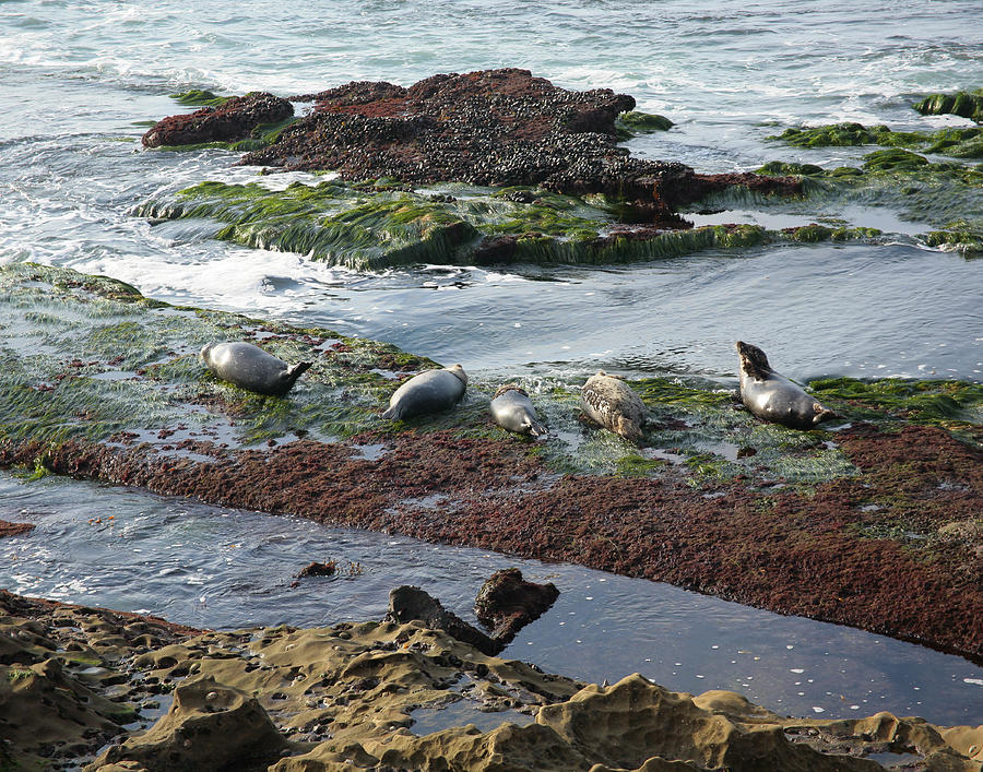  - seal-beach-sunning-jeff-mueller