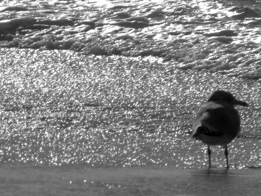  - seaside-seagull-paula-hogan