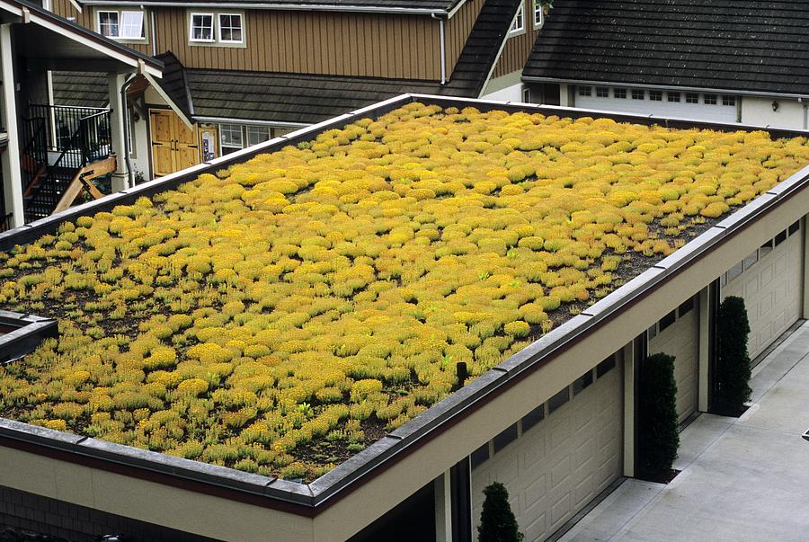 Sedum Green Roof Photograph By Alan Sirulnikoff