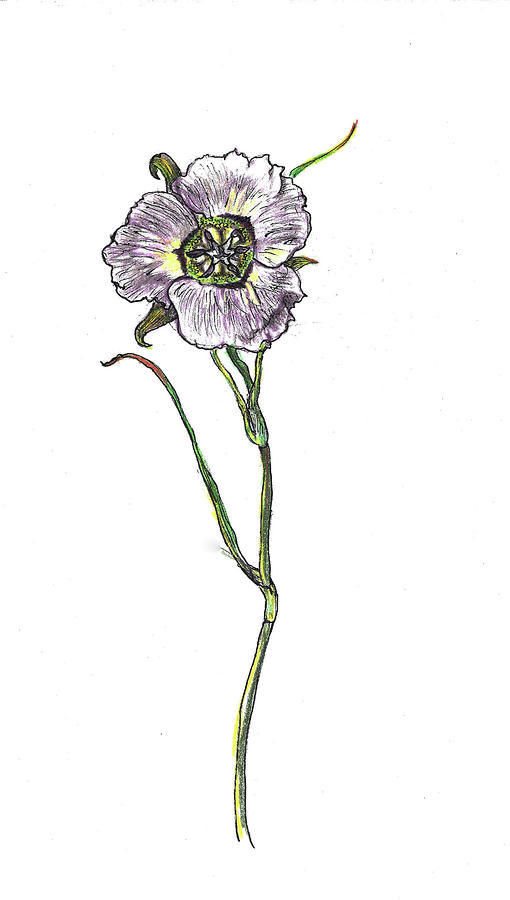 Sego Lily Field Sketch by Dawn SeniorTrask