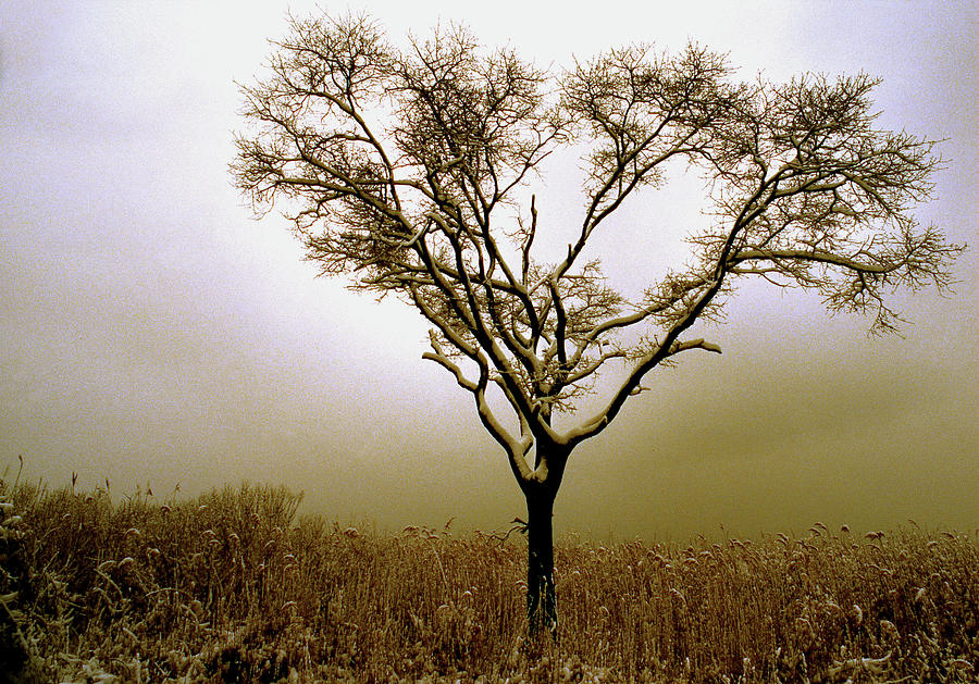 trees sepia