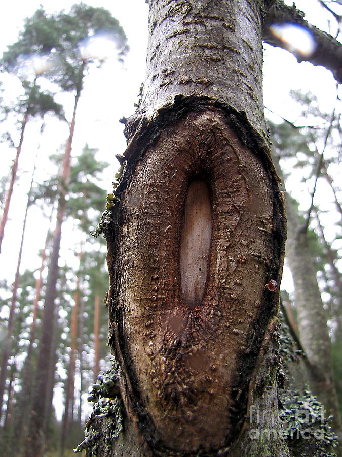 sexual-tree-yury-bashkin.jpg