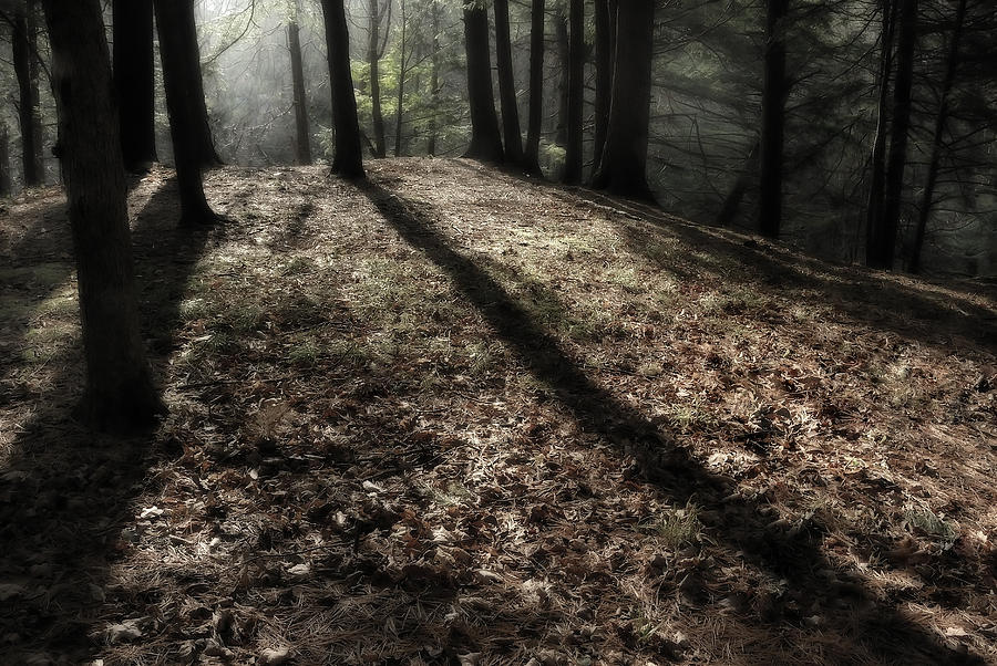 Shadow In Forest