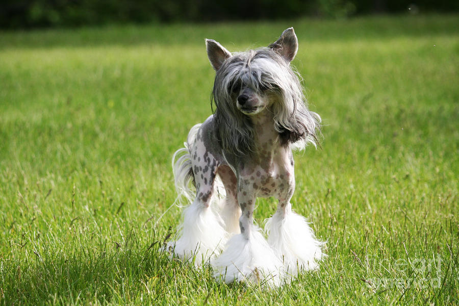 Le Chien Nu Chinois à crête ou à houpette Sheeba-a-chinese-crested-dog-renae-frankz