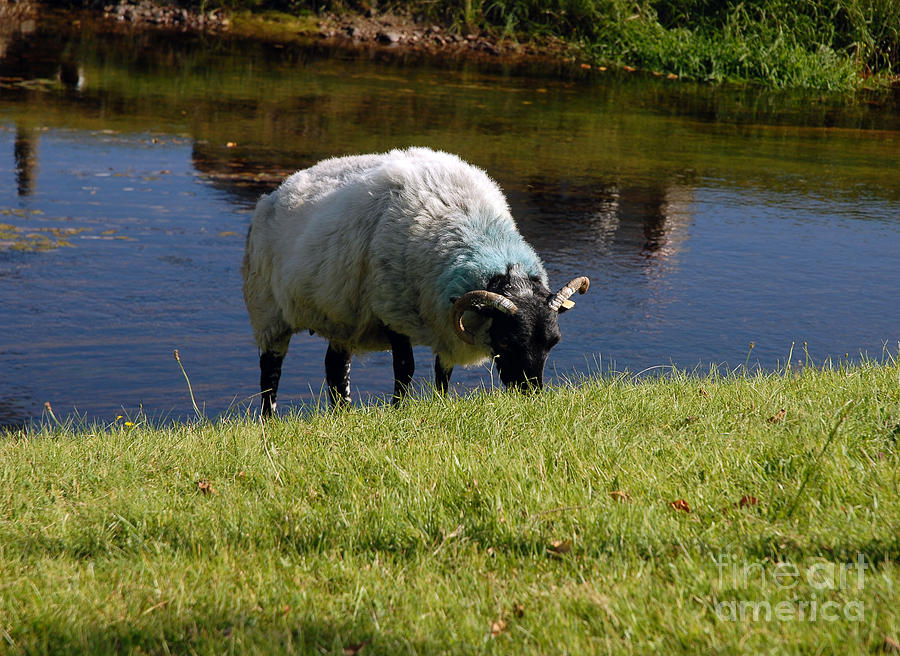 irish connemara