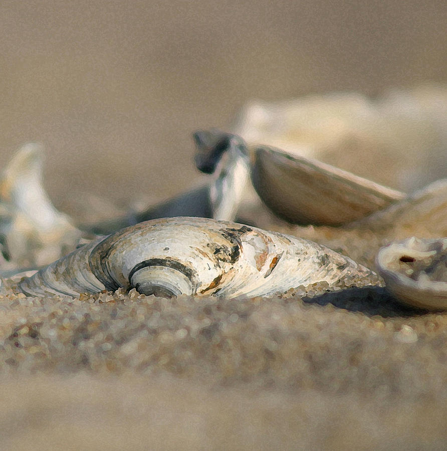 Shell Pile by Mary Haber