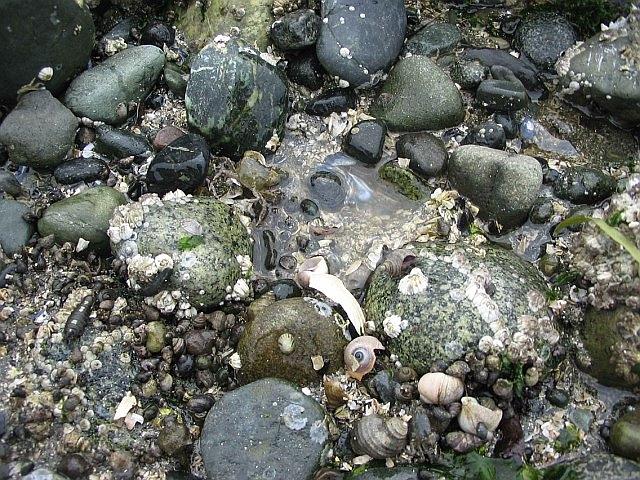  - shells-at-the-beach-rick-lapp