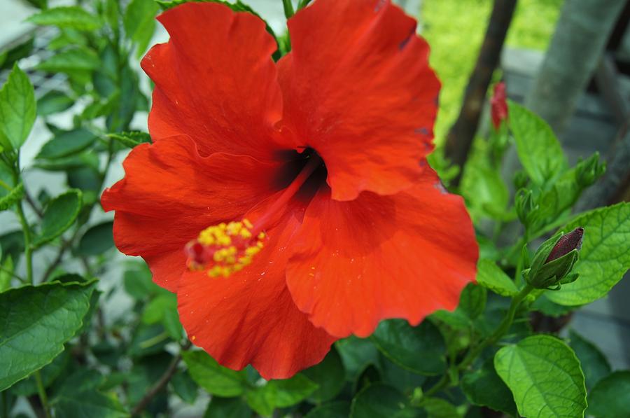 Shoe Flower Photograph by Gornganogphatchara Kalapun