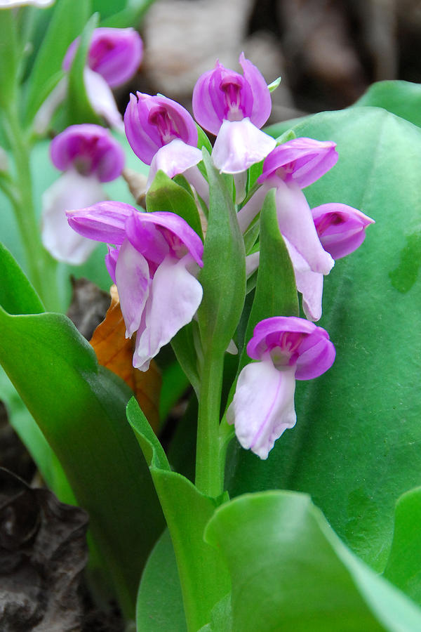 Showy Orchis