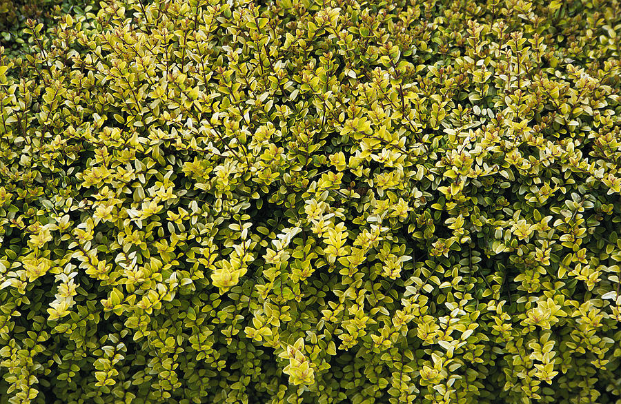 Shrubby Honeysuckle Baggesens Gold Photograph By Archie Young