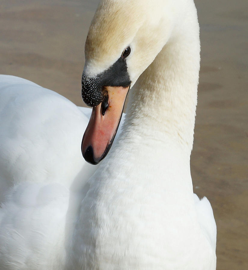 Swan Photographs