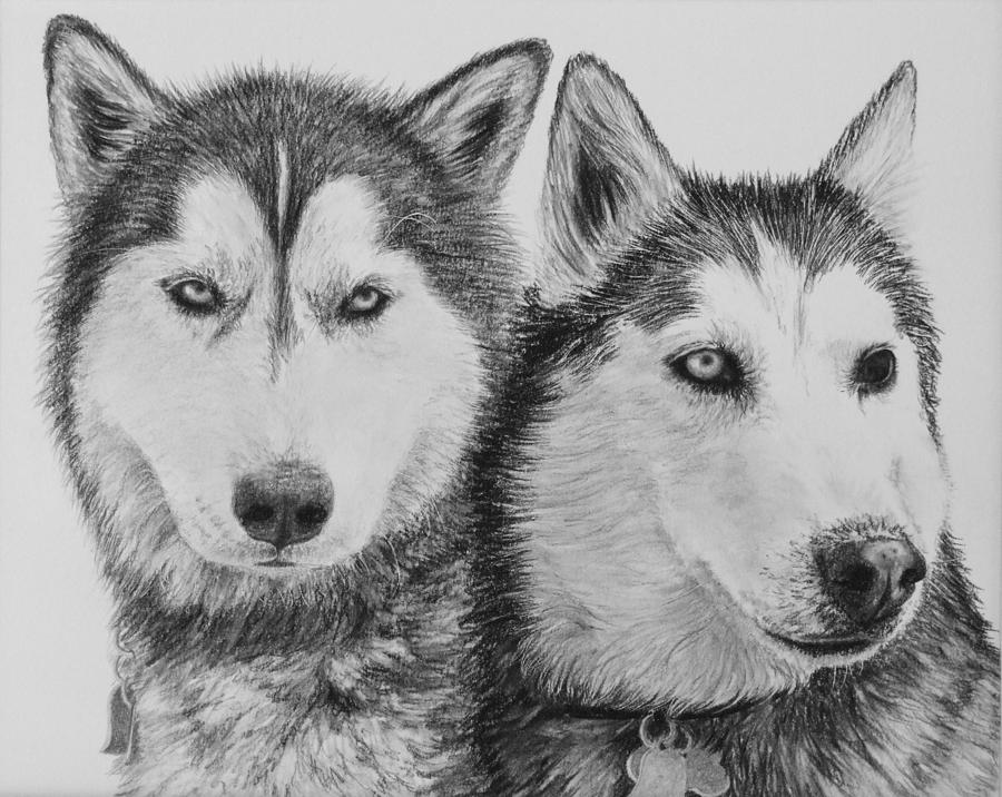Siberian Huskies Drawing