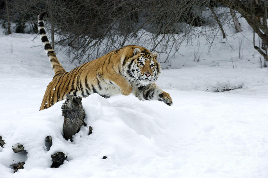 http://images.fineartamerica.com/images-medium-large/siberian-tiger-sandra-bronstein.jpg