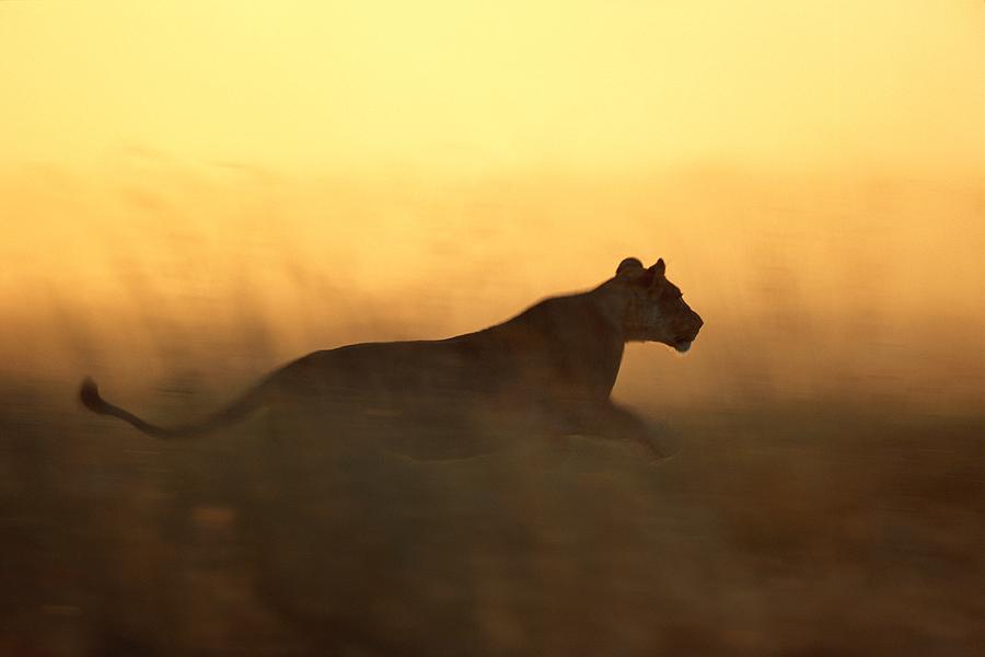 Running Lioness