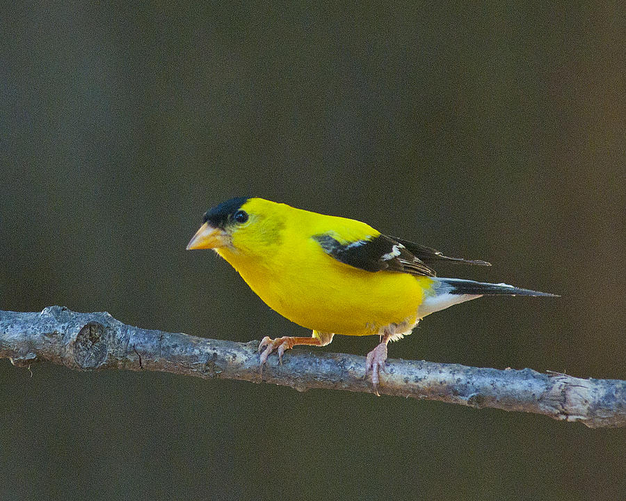 Singing Finch