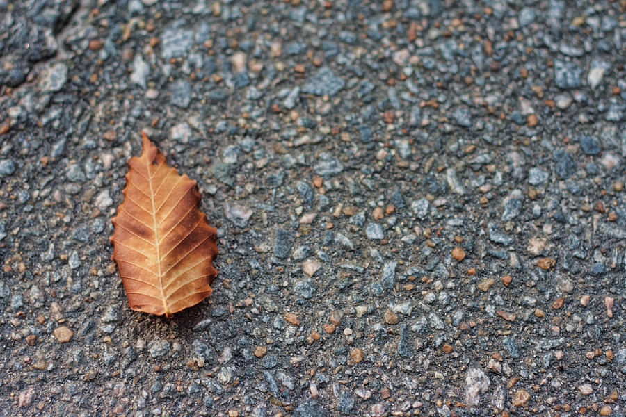  - single-autumn-leaf-on-blacktop-erik-watts