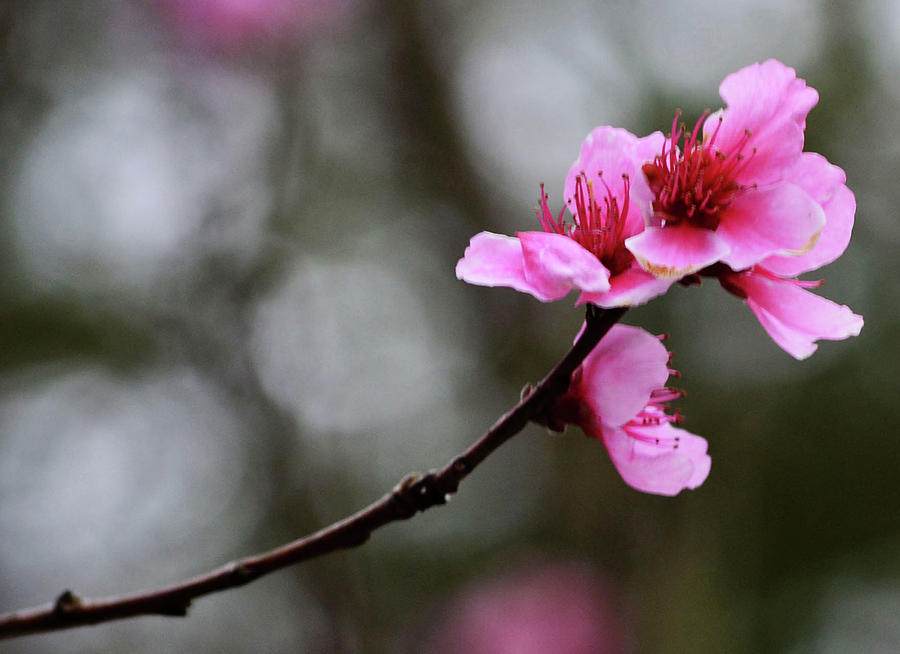 single cherry blossom by eva thomas single cherry blossom by eva thomas
