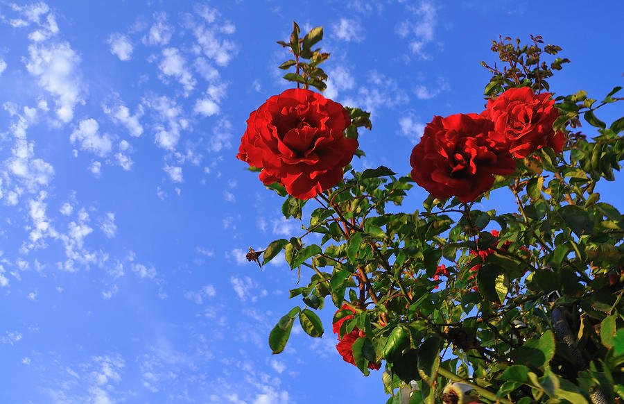 Sky Blue Rose Photograph by Richard Leon