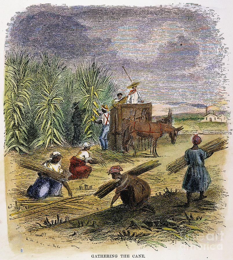 1800s Plantation Slavery Porn - US Slave: A Tale of Two Plantations: Slave Life and Labor in Jamaica and  Virginia