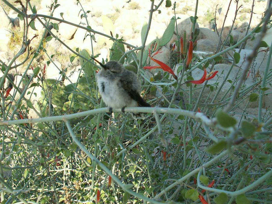 sleeping baby hummingbird photograph sleeping baby hummingbird photograph