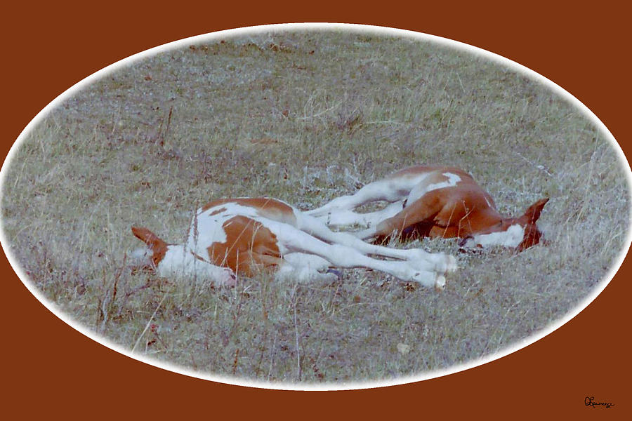 Sleeping Beauties Photograph