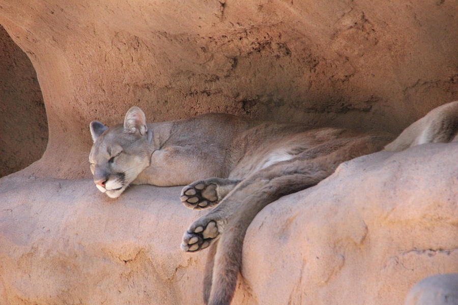 Sleeping Cat Mountain