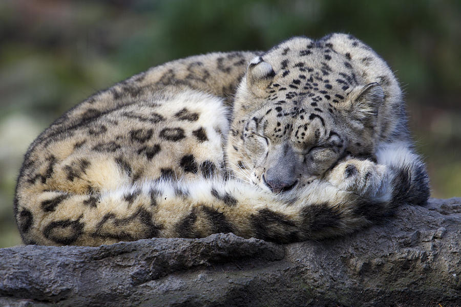 Sleeping Leopard Photograph By Gordon Donovan